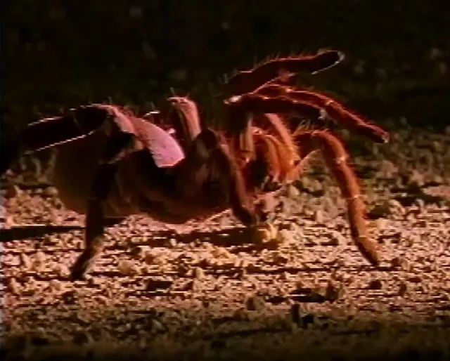 17511 alabama tarantula venom