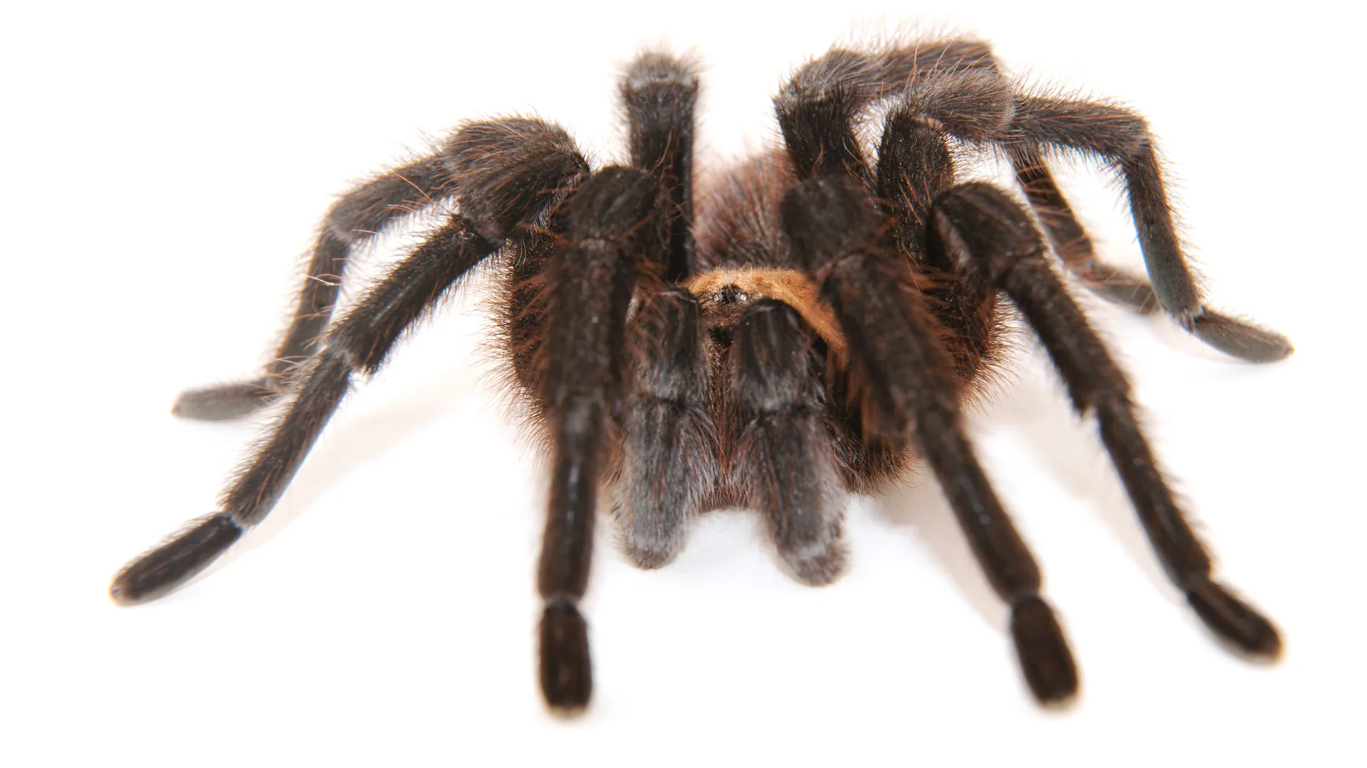 /img/17511-alabama-tarantulas-and-humans.webp