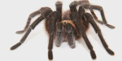 /img/17511-alabama-tarantulas-and-humans.webp
