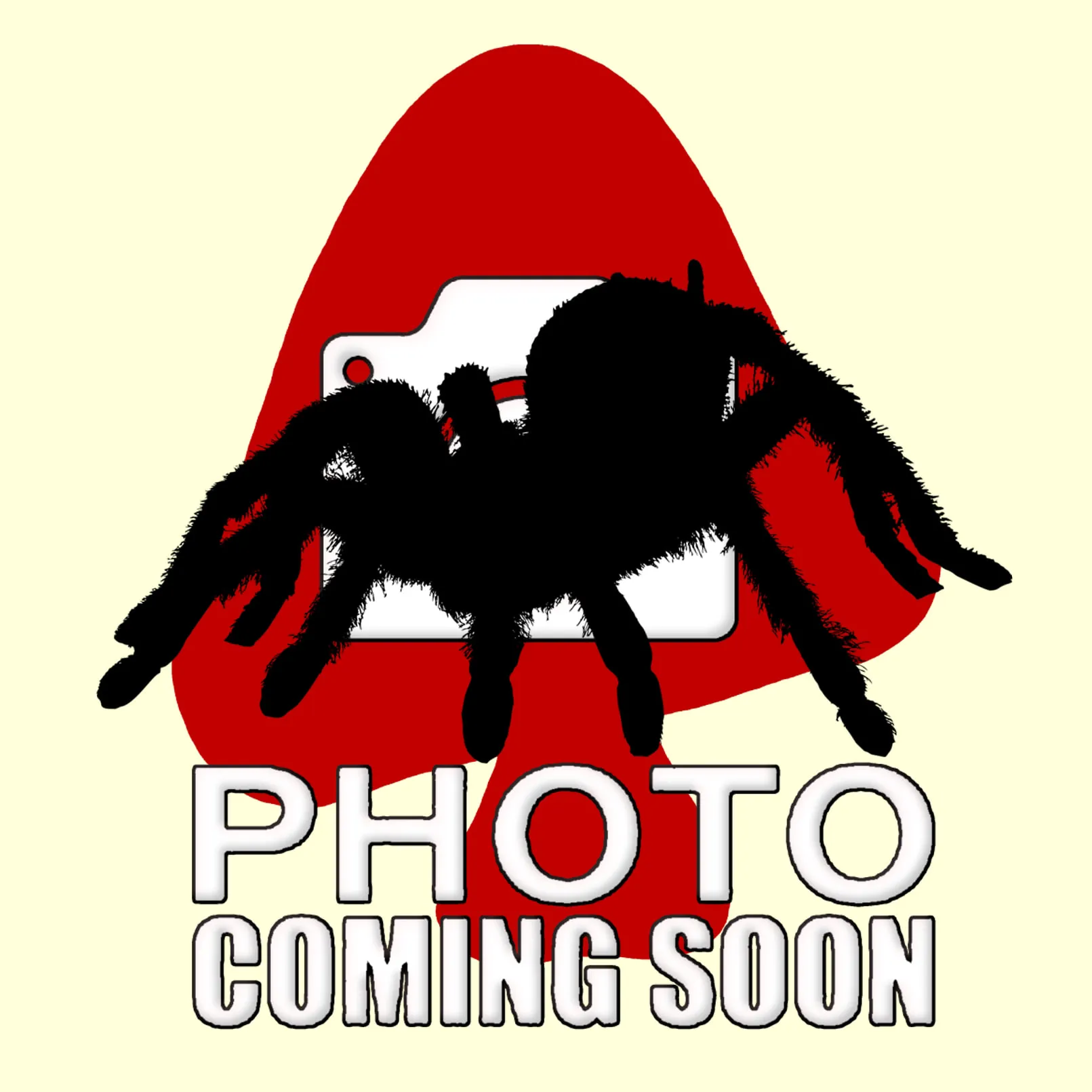17514 hati hati tarantula wiki 1