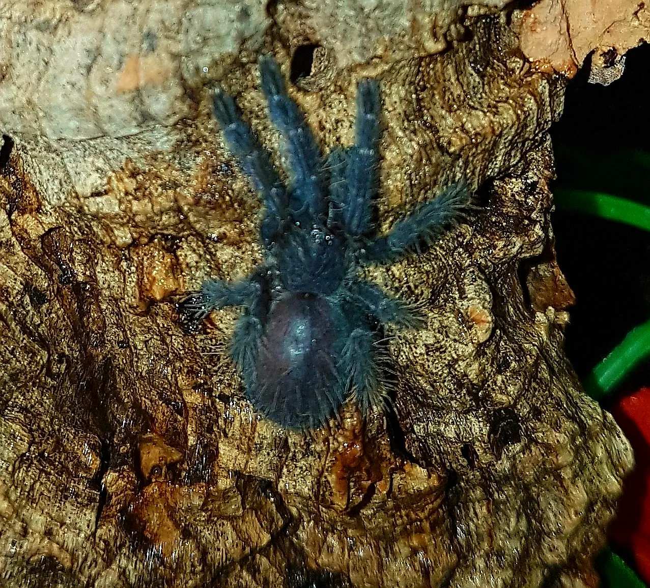 17514 hati hati tarantula wiki 2