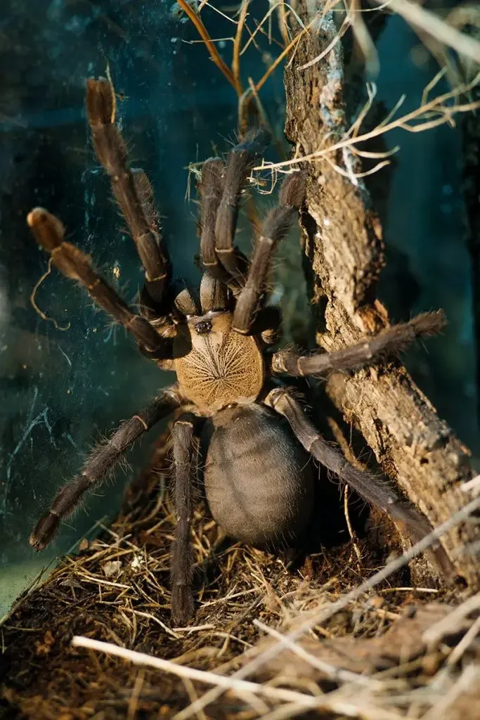 17514 hati hati tarantula wiki 3