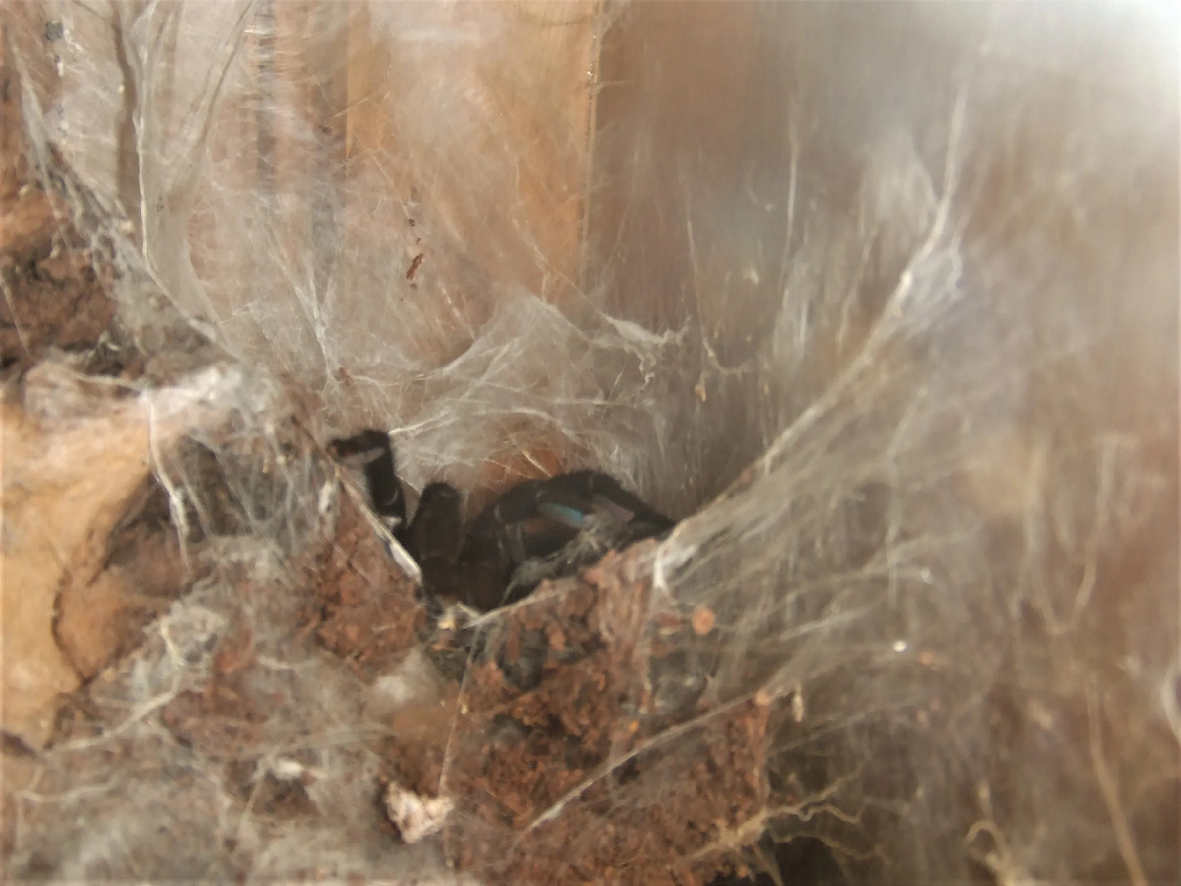 17514 hati hati tarantula wiki 4