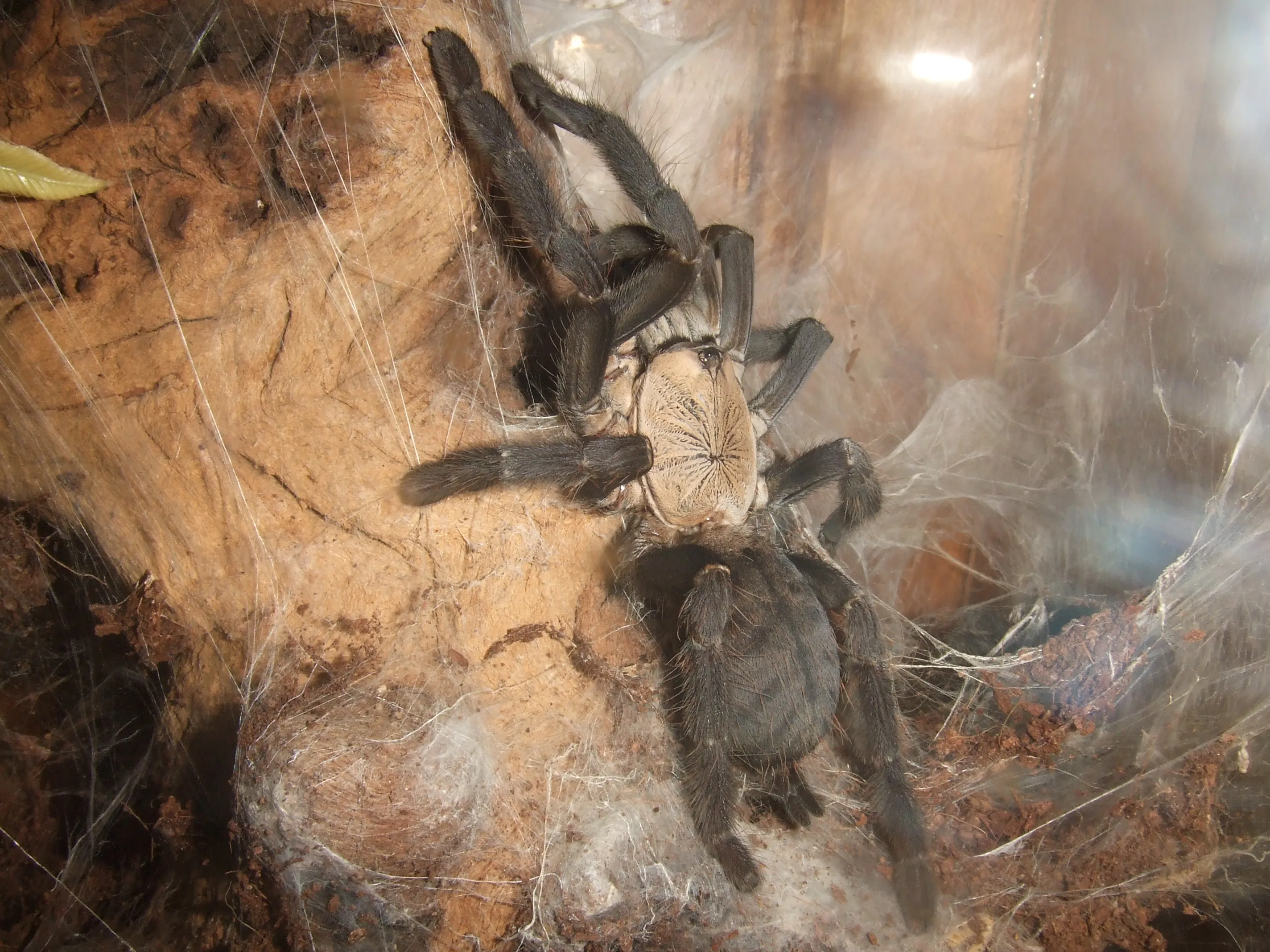 17514 hati hati tarantula wiki 5