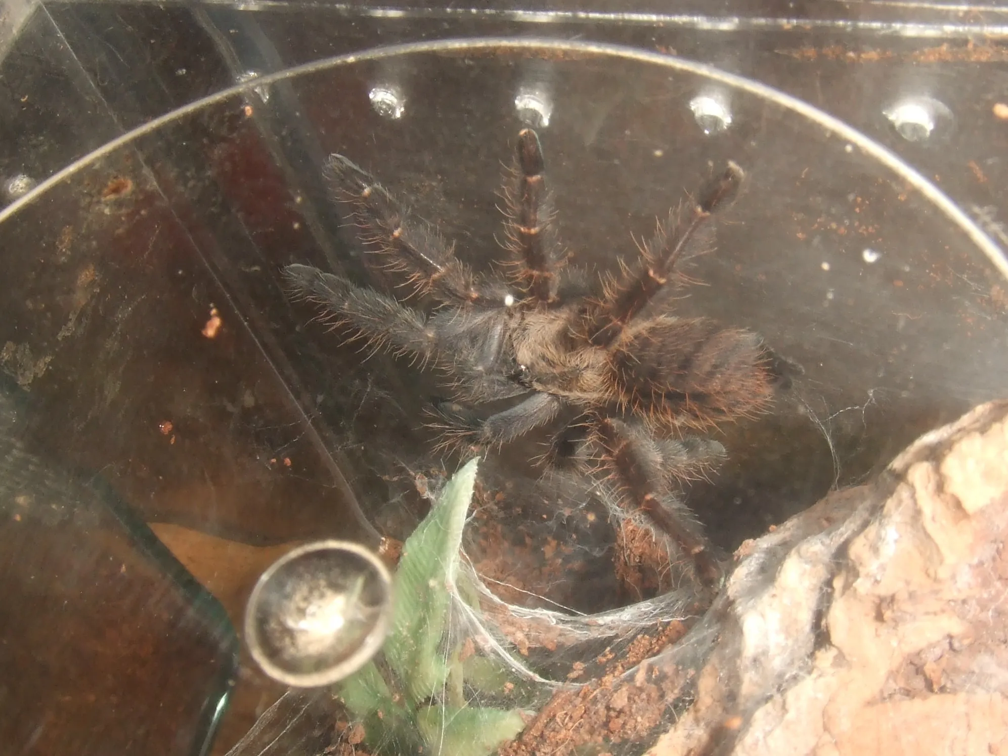 17514 hati hati tarantula wiki 6