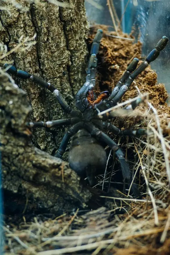 /img/17514-hati-hati-tarantula-wiki-7.webp