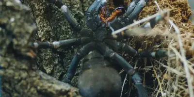 /img/17514-hati-hati-tarantula-wiki-7.webp