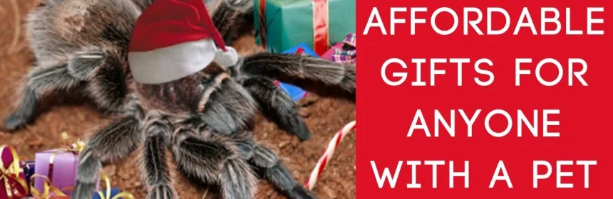17517 tarantula feeding