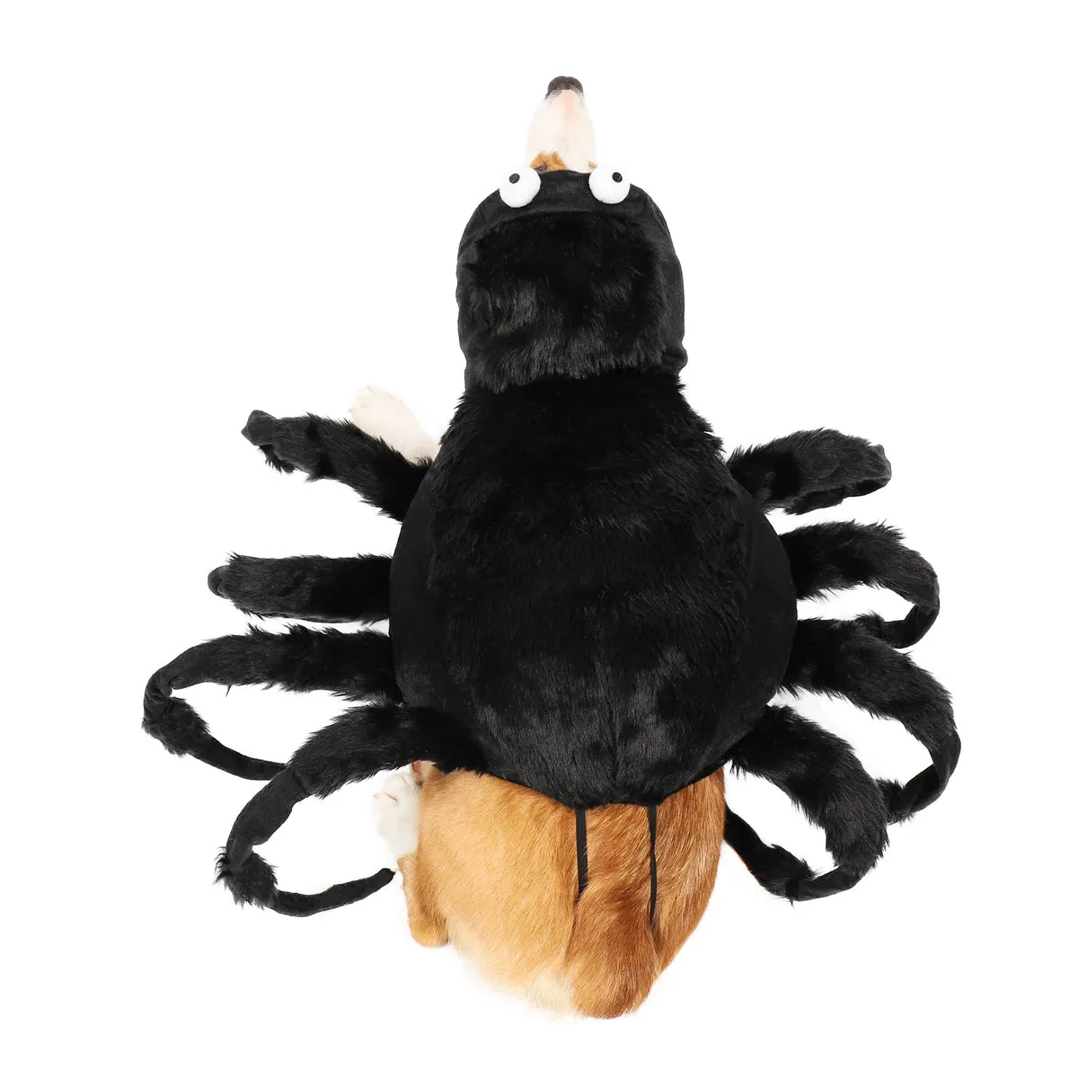 /img/17517-tarantula-health-check.webp