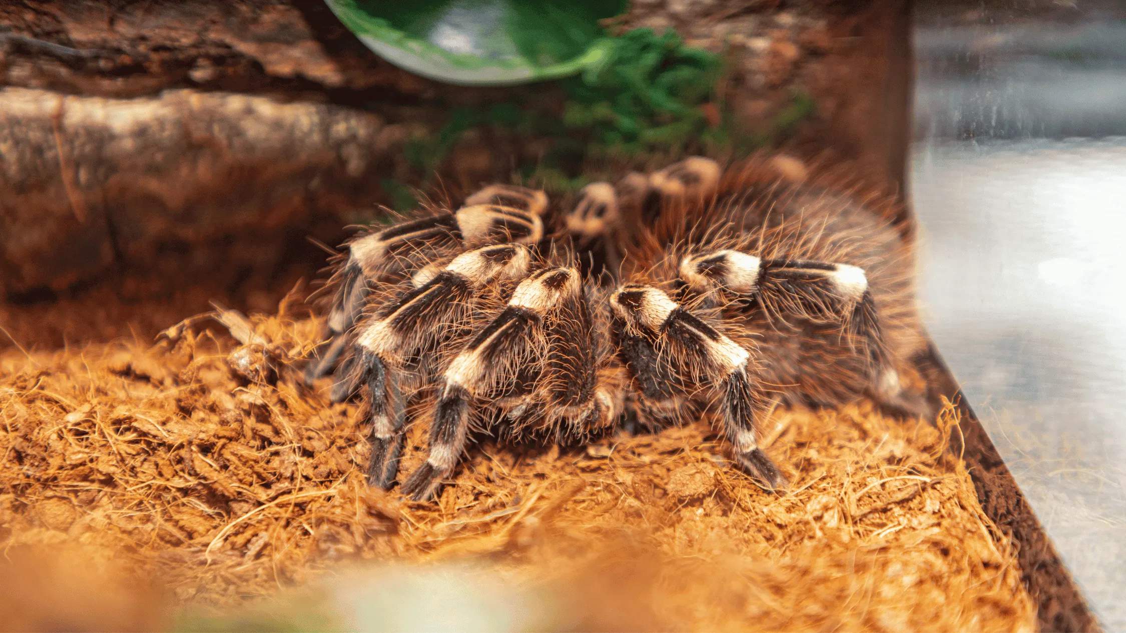 17517 tarantula store owner