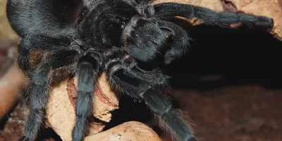/img/17518-beginner-tarantula-mistakes.webp