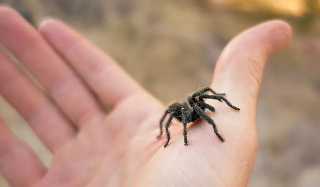 17518 healthy tarantula