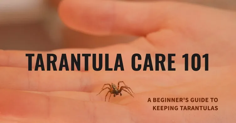 17518 tarantula enclosure