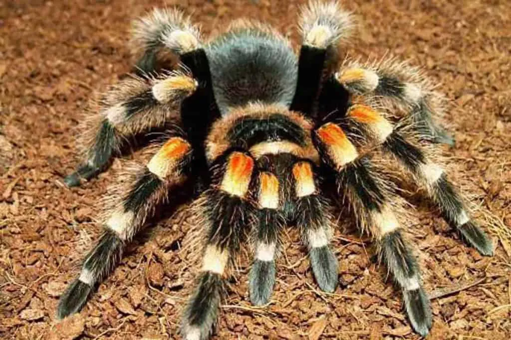 17518 tarantula species