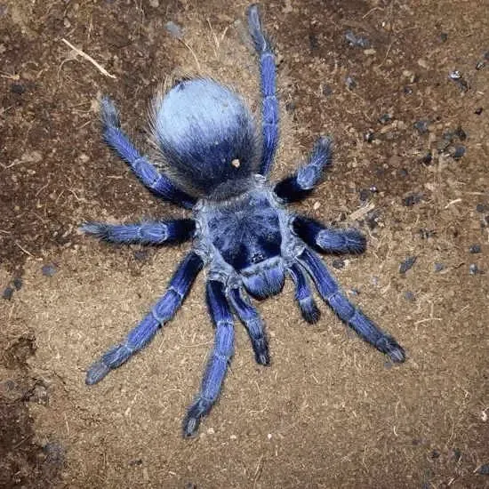17519 brazilian blue tarantula defensive posture