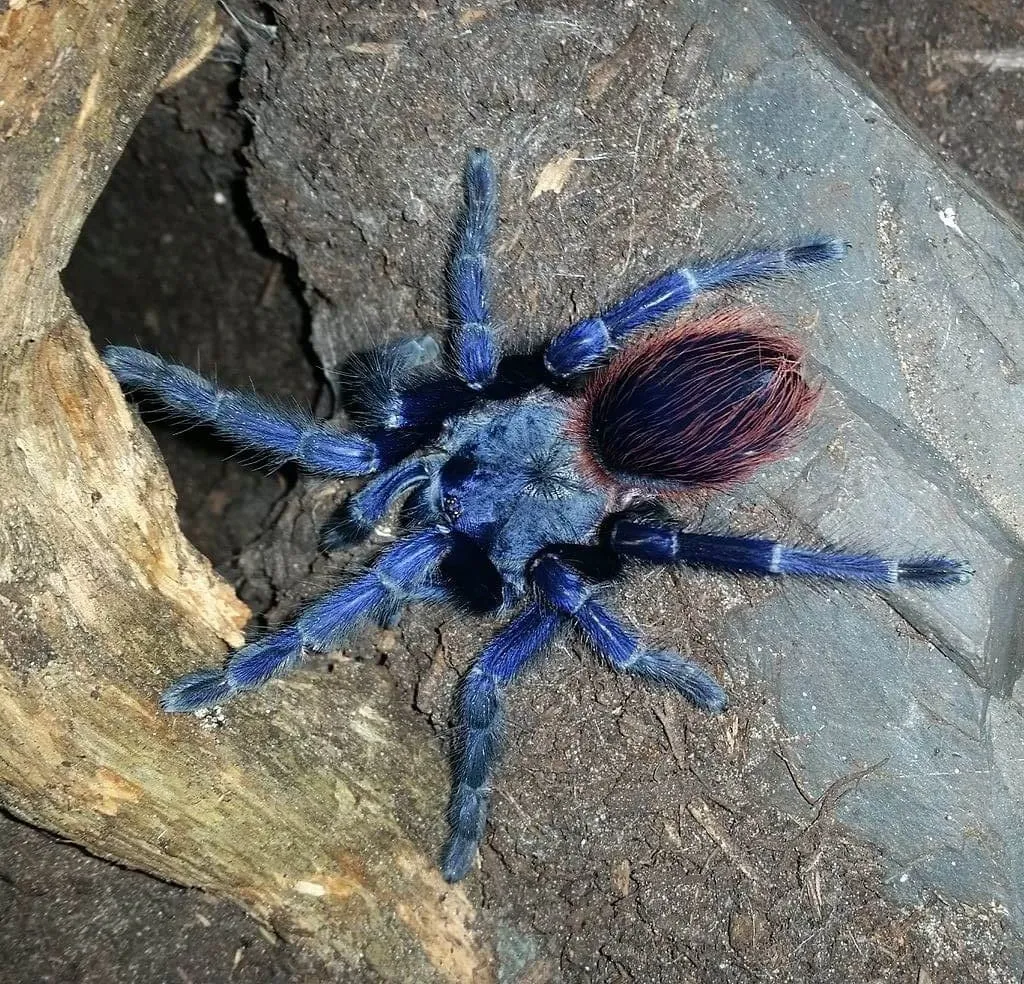 17519 brazilian blue tarantula feeding