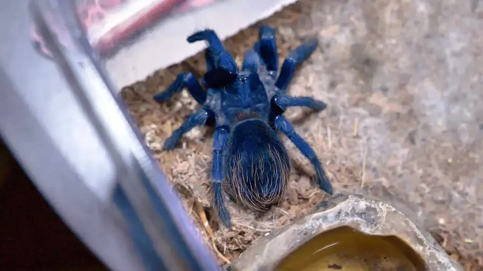 17519 brazilian blue tarantula handling