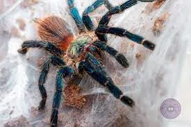 17519 tarantula species comparison
