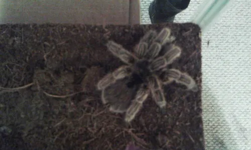 17521 defensive tarantula