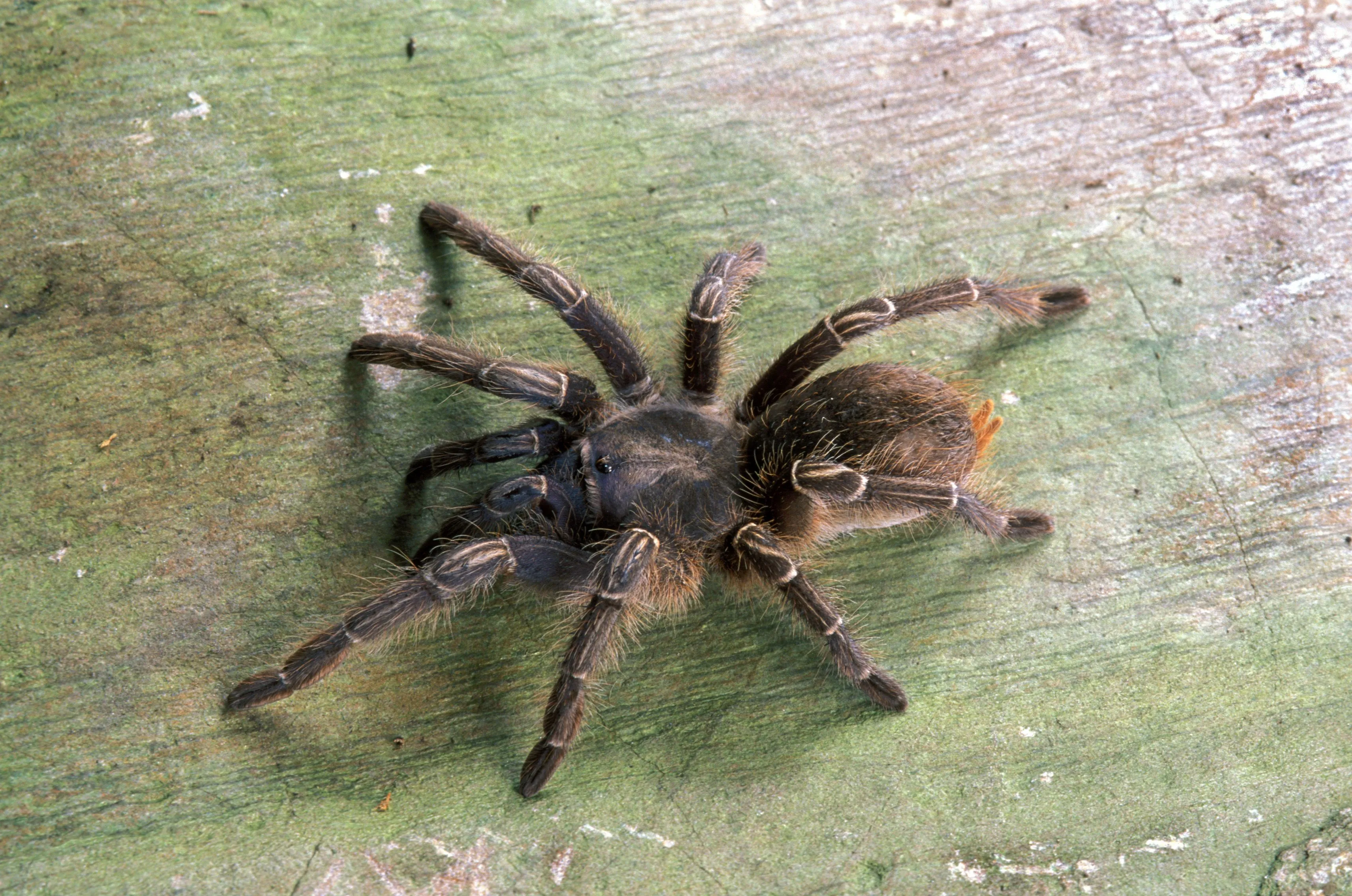 17521 happy tarantula