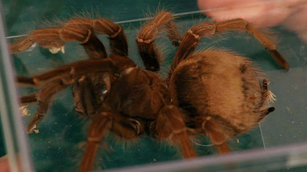 17521 tarantula enclosure