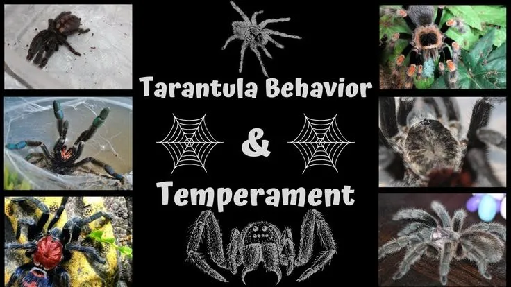 17521 tarantula handling