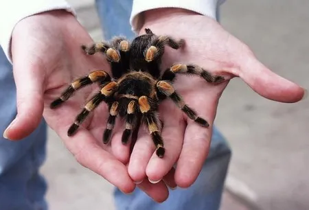 17521 tarantula species
