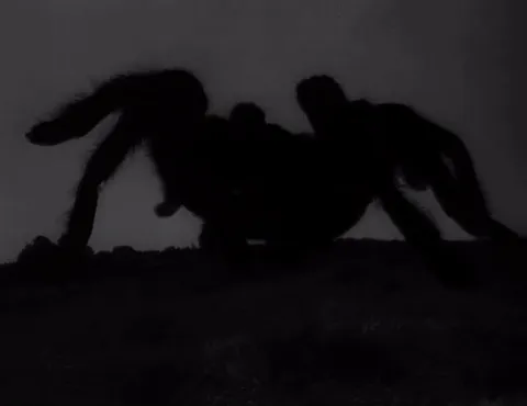 17523 tarantula 1955 gif influence