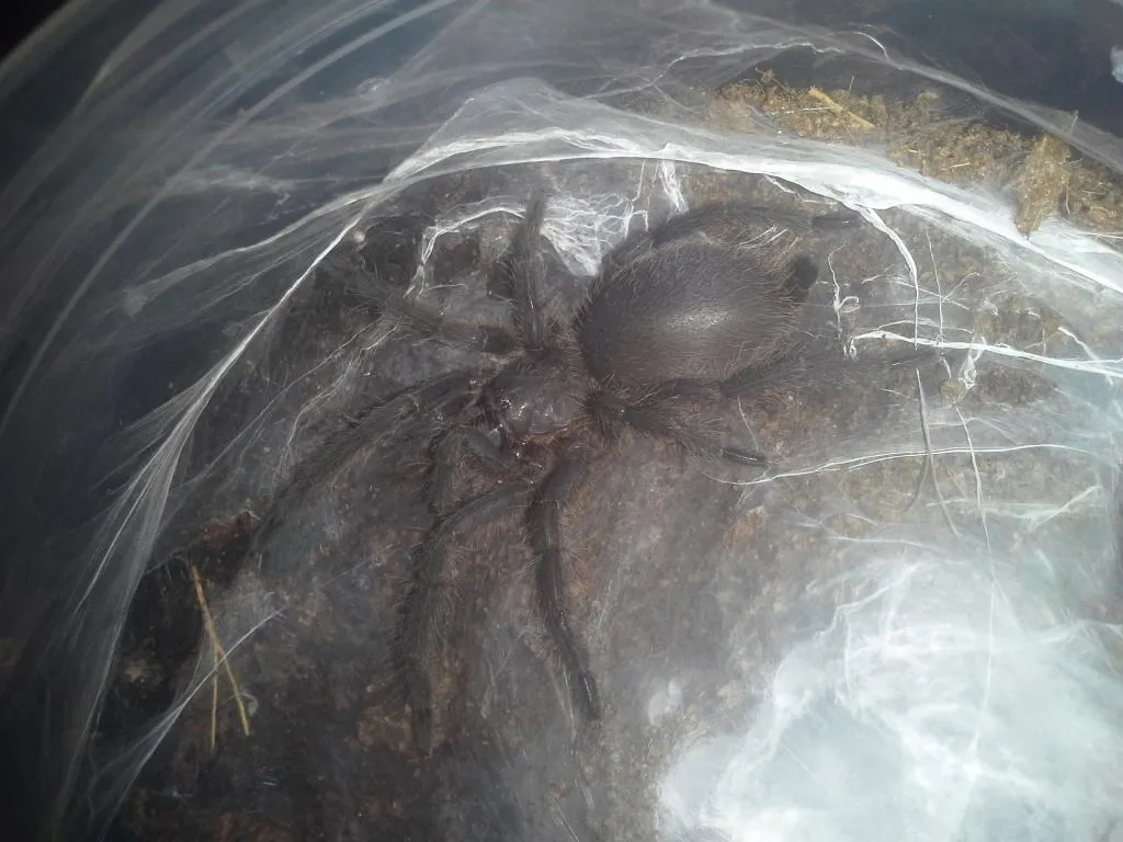17526 khiri khan tarantula behavior