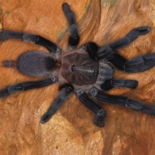 17526 khiri khan tarantula conservation