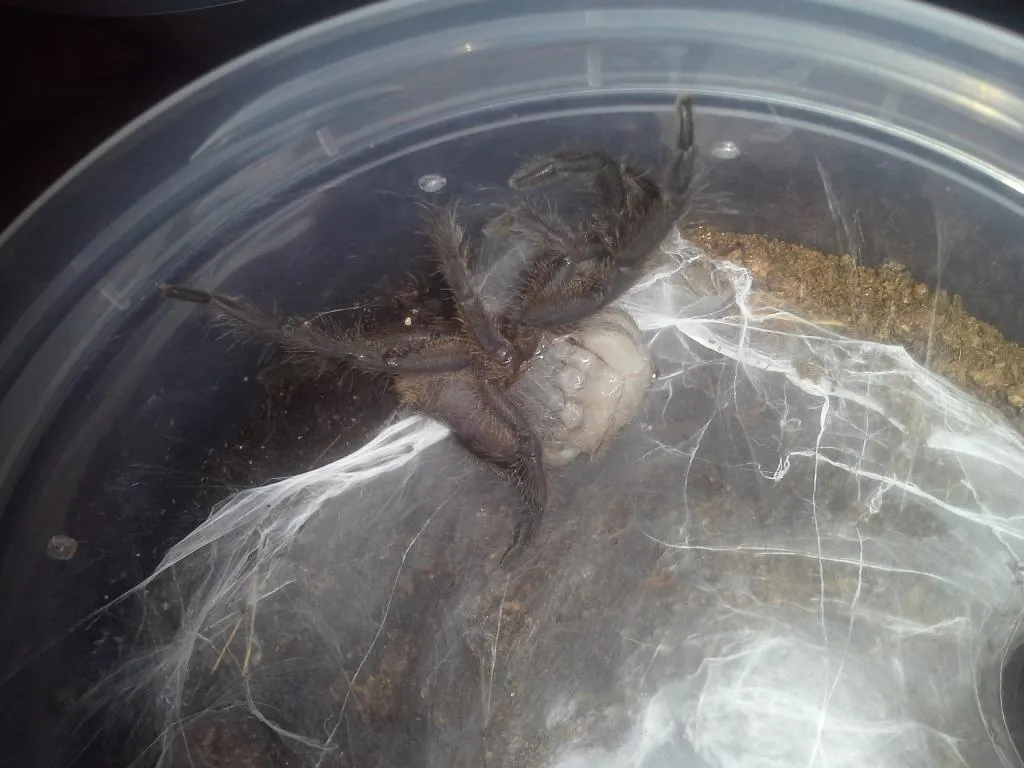 17526 khiri khan tarantula feeding