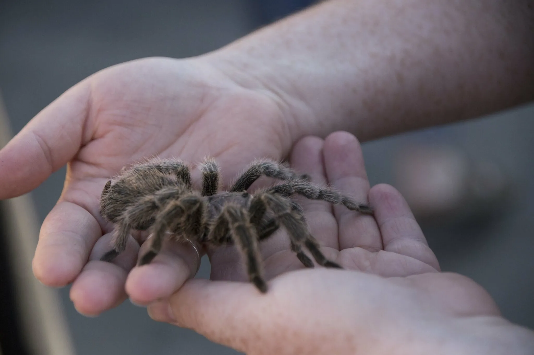 17527 tarantula fangs