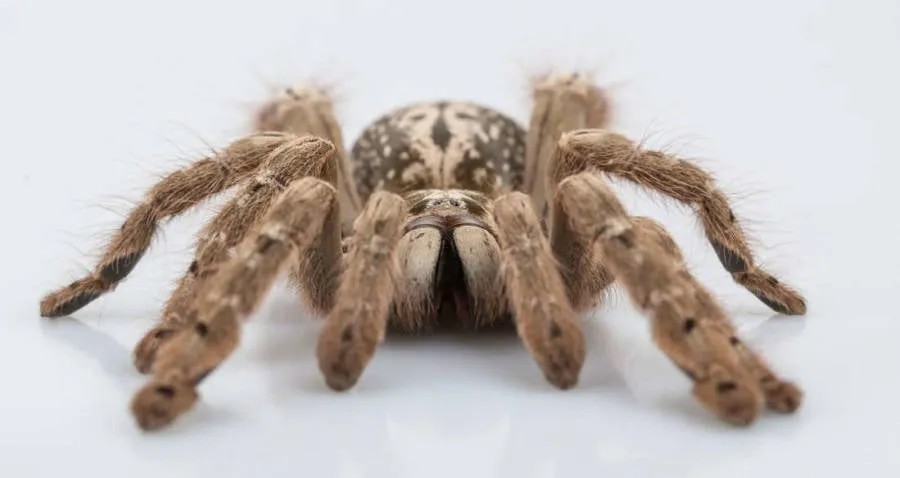 /img/17527-tarantula-treatment.webp