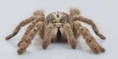 /img/17527-tarantula-treatment.webp