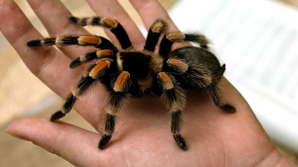 17527 tarantula venom human health
