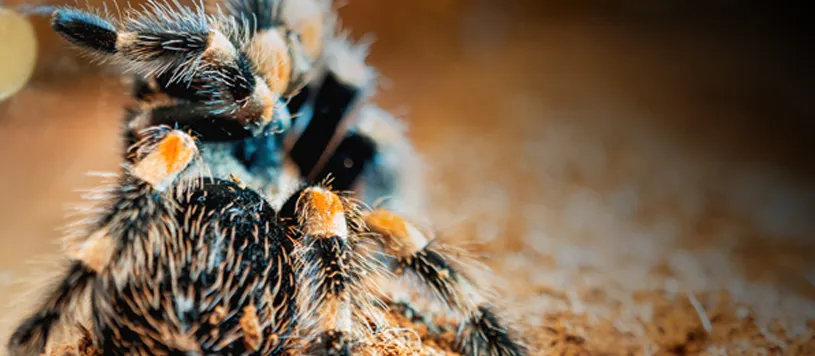17527 tarantula venom research