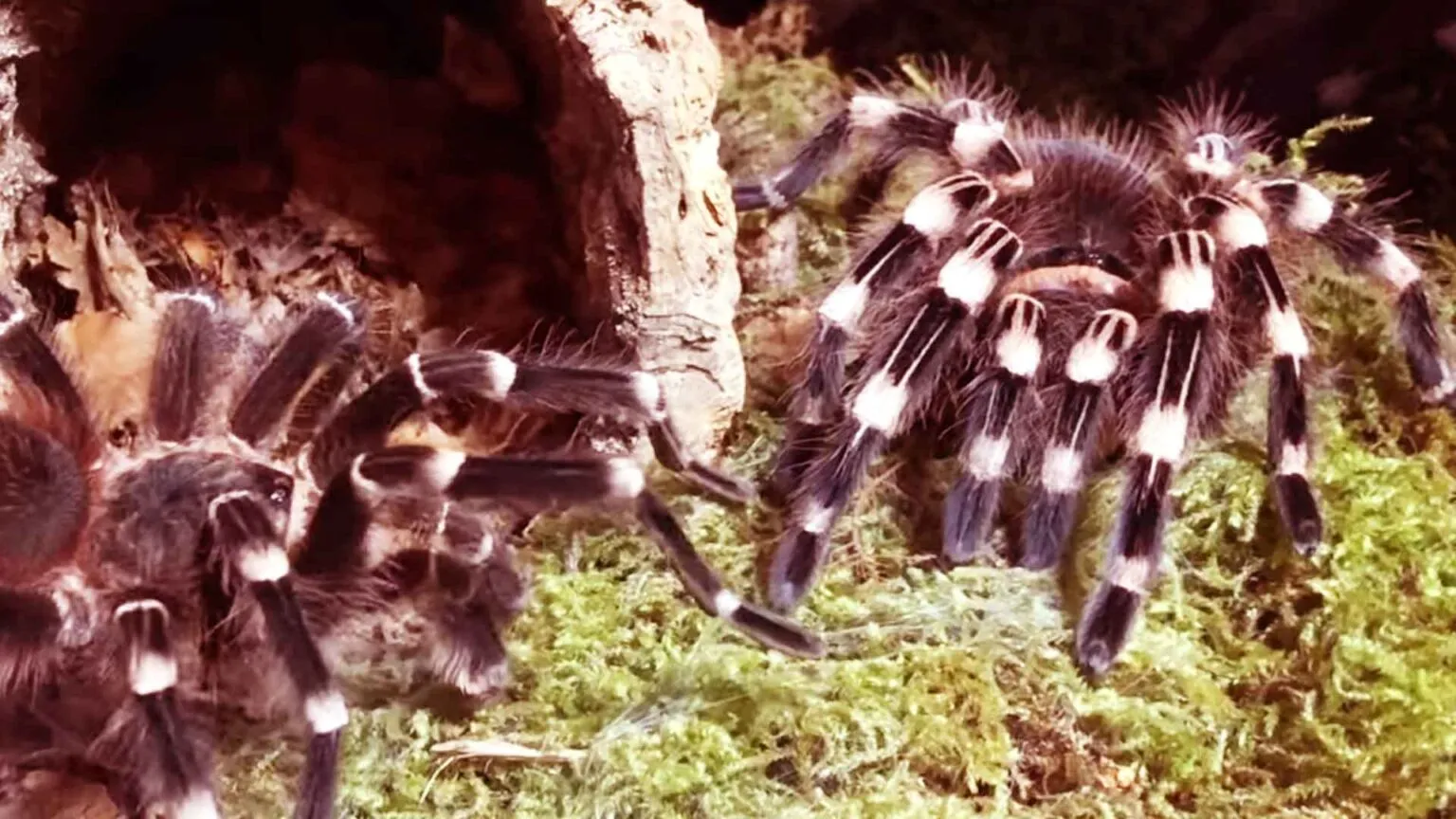 17529 brazilian white knee tarantula 2