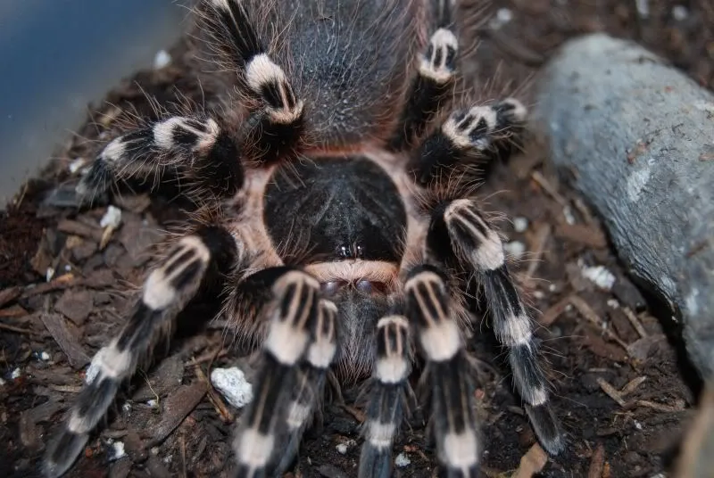 /img/17529-brazilian-white-knee-tarantula-5.webp