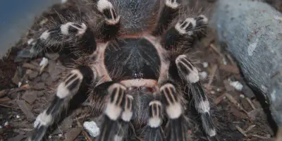 /img/17529-brazilian-white-knee-tarantula-5.webp