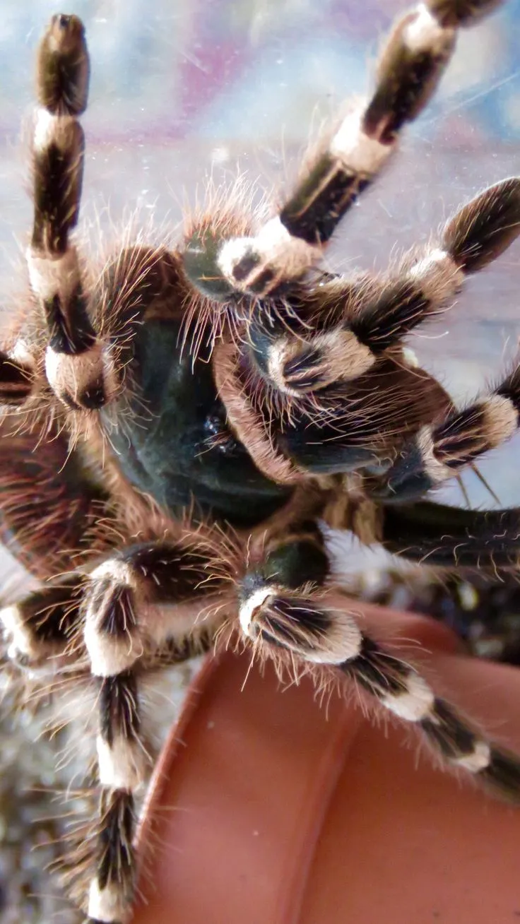 17529 safe tarantula enclosure