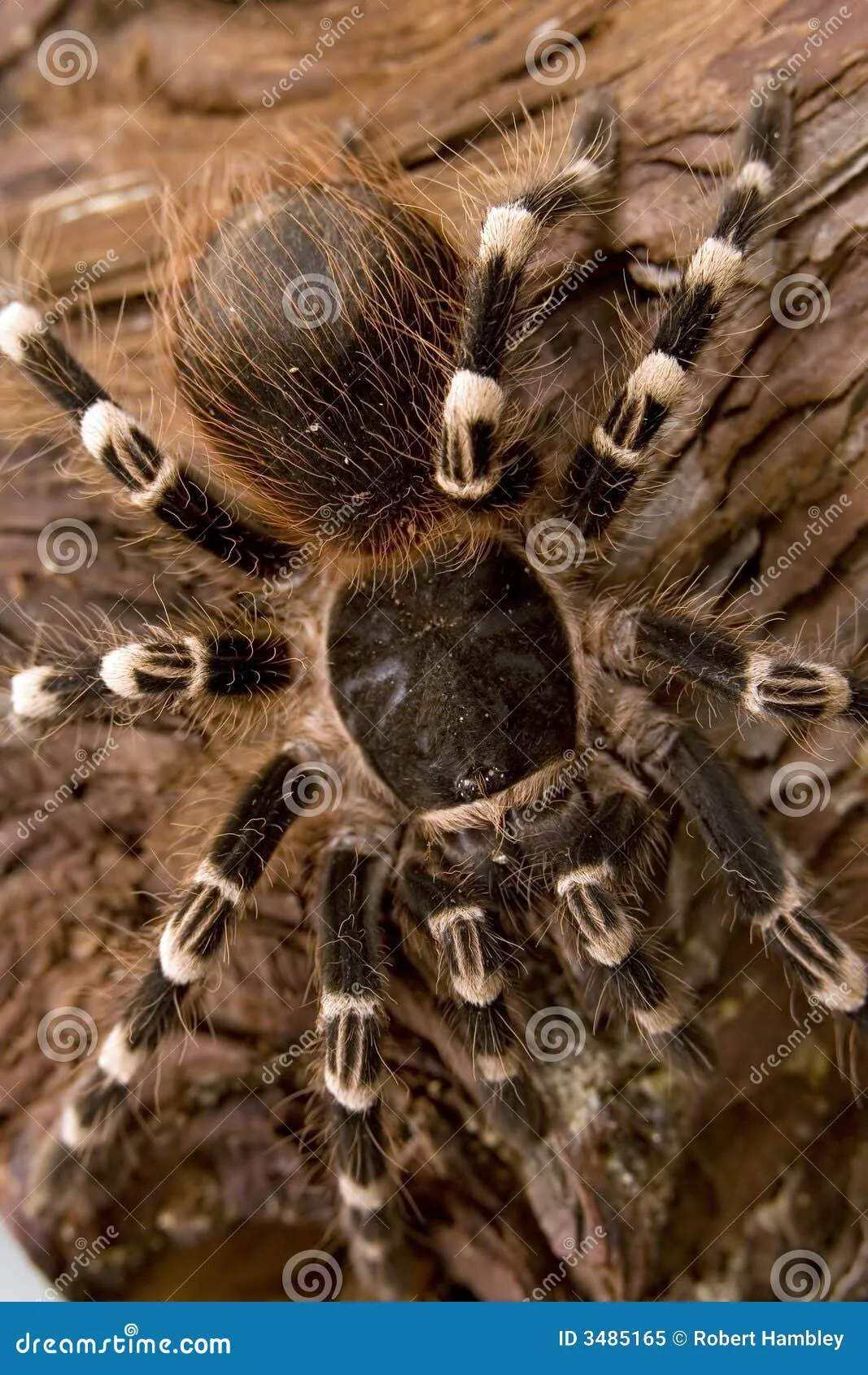 17529 tarantula handling 3