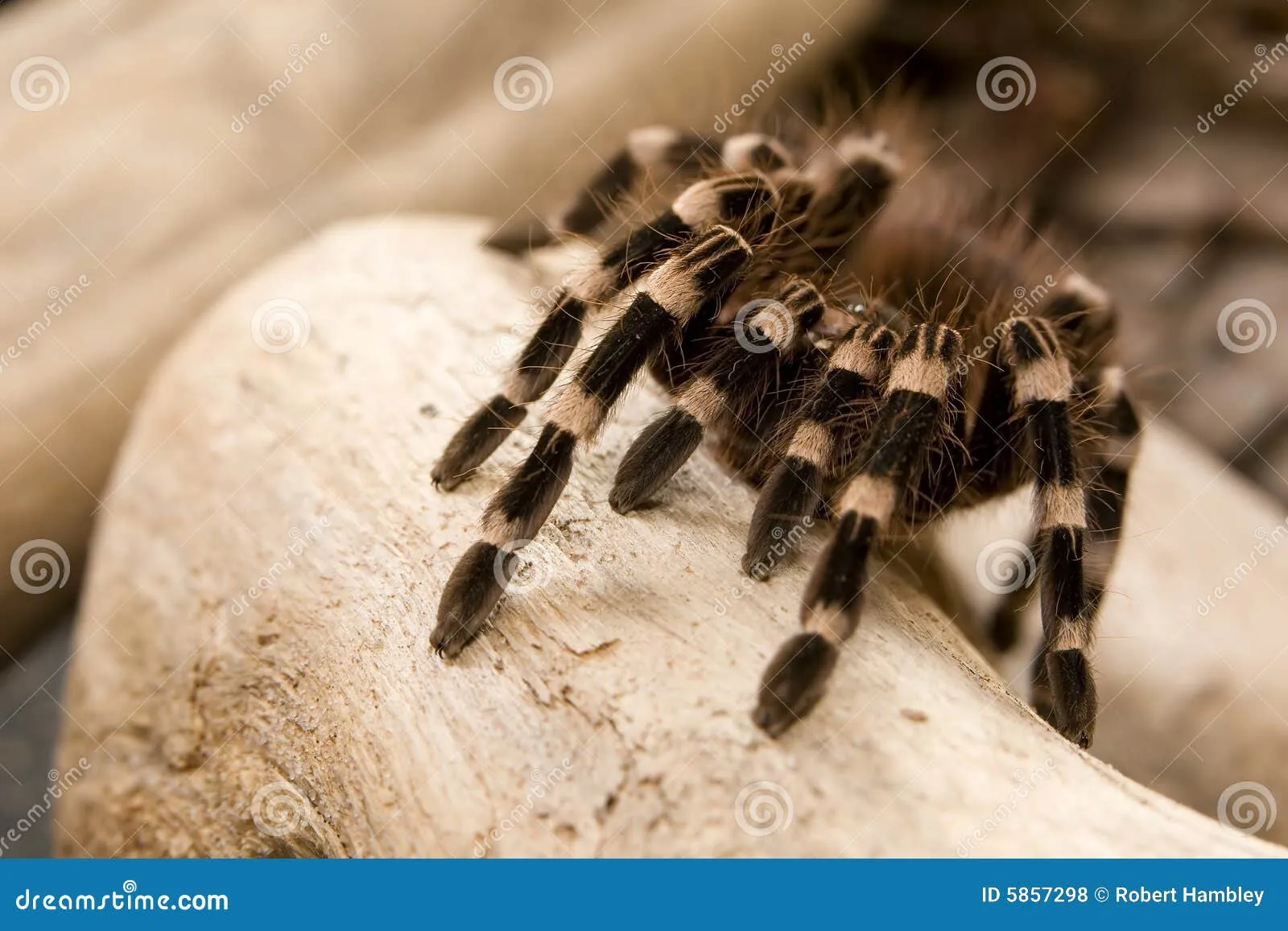 17529 tarantula handling 4