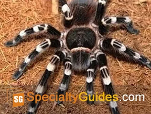 17529 tarantula handling equipment