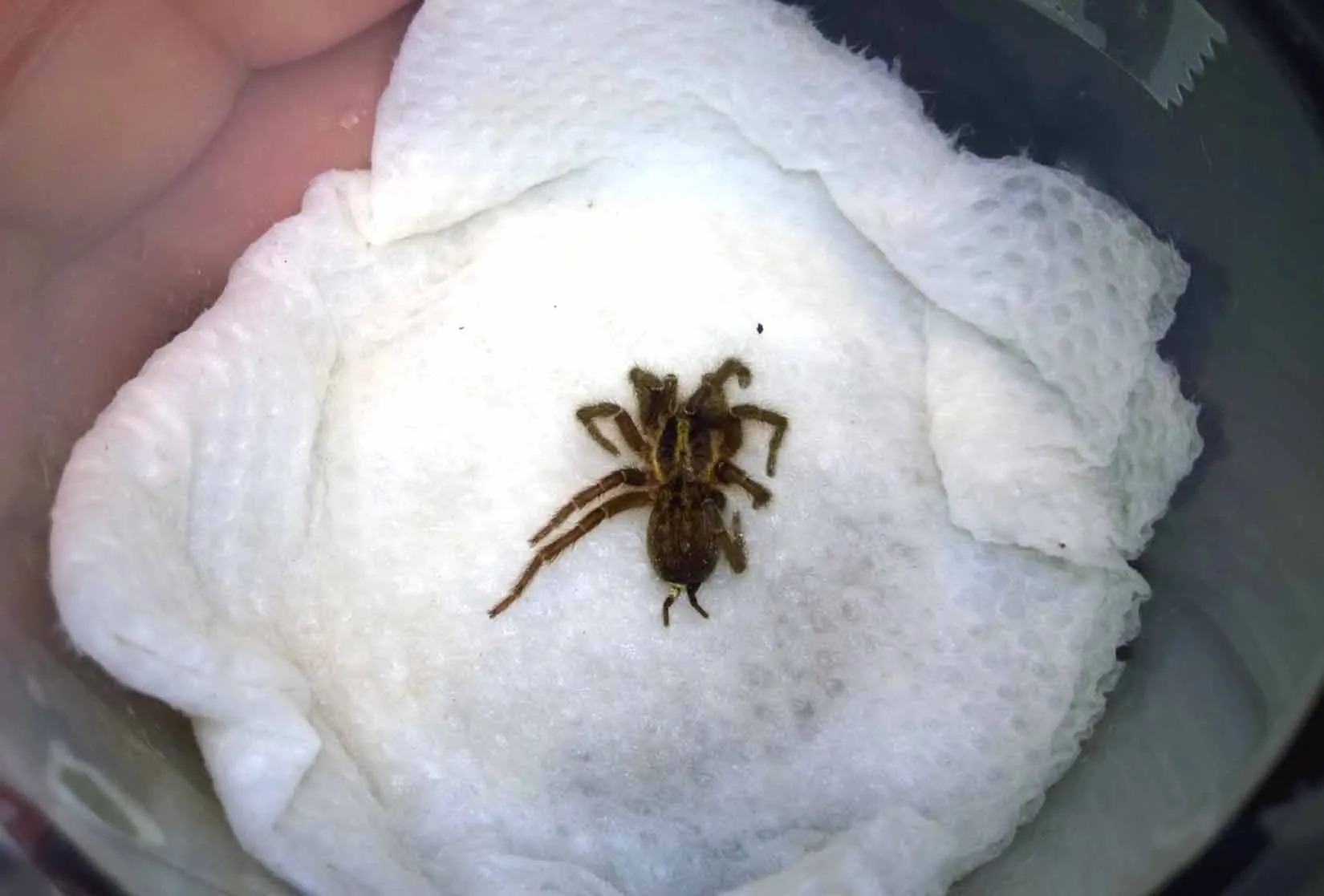 /img/17531-tarantula-sling-handling.webp