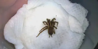 /img/17531-tarantula-sling-handling.webp