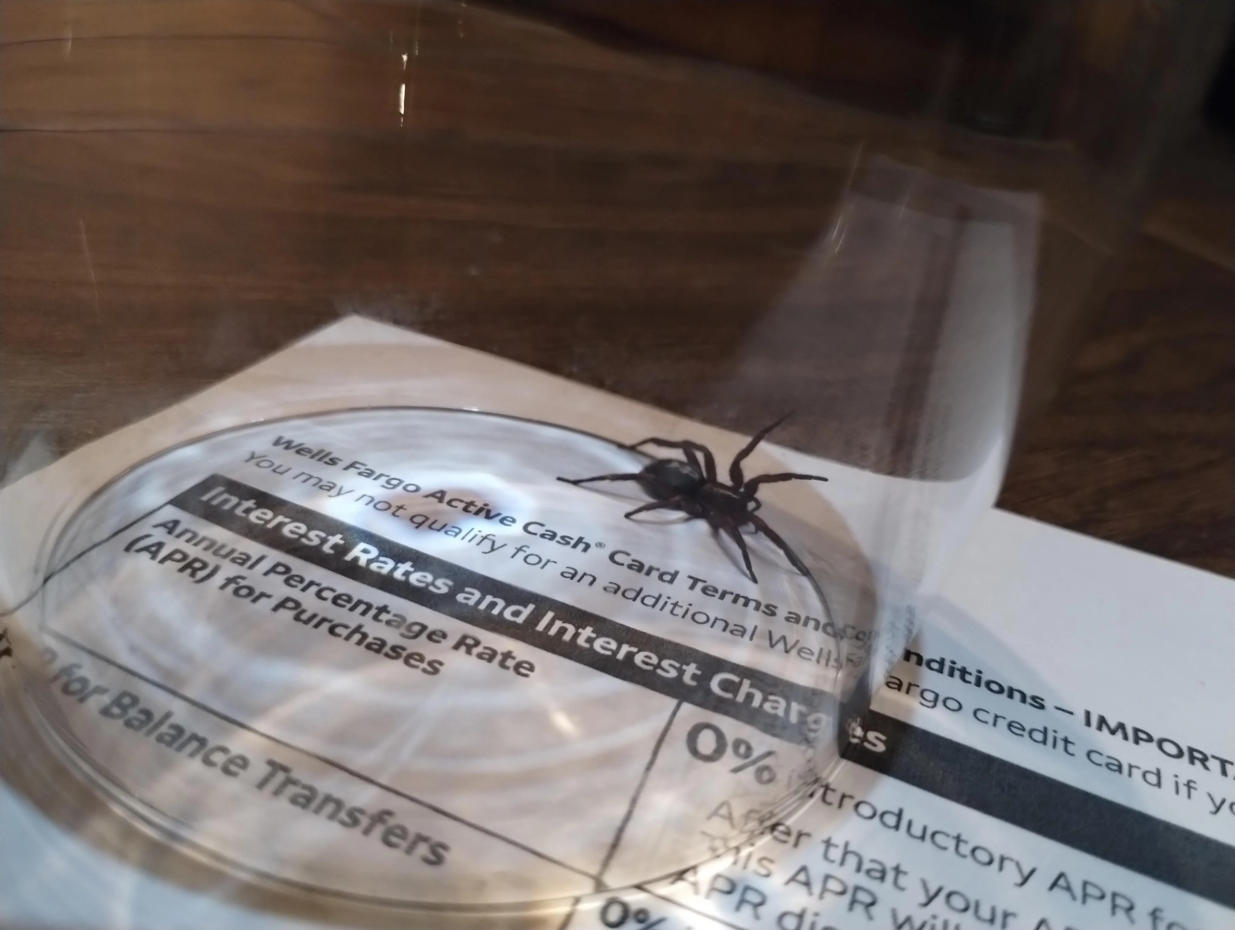 17531 tarantula sling molting