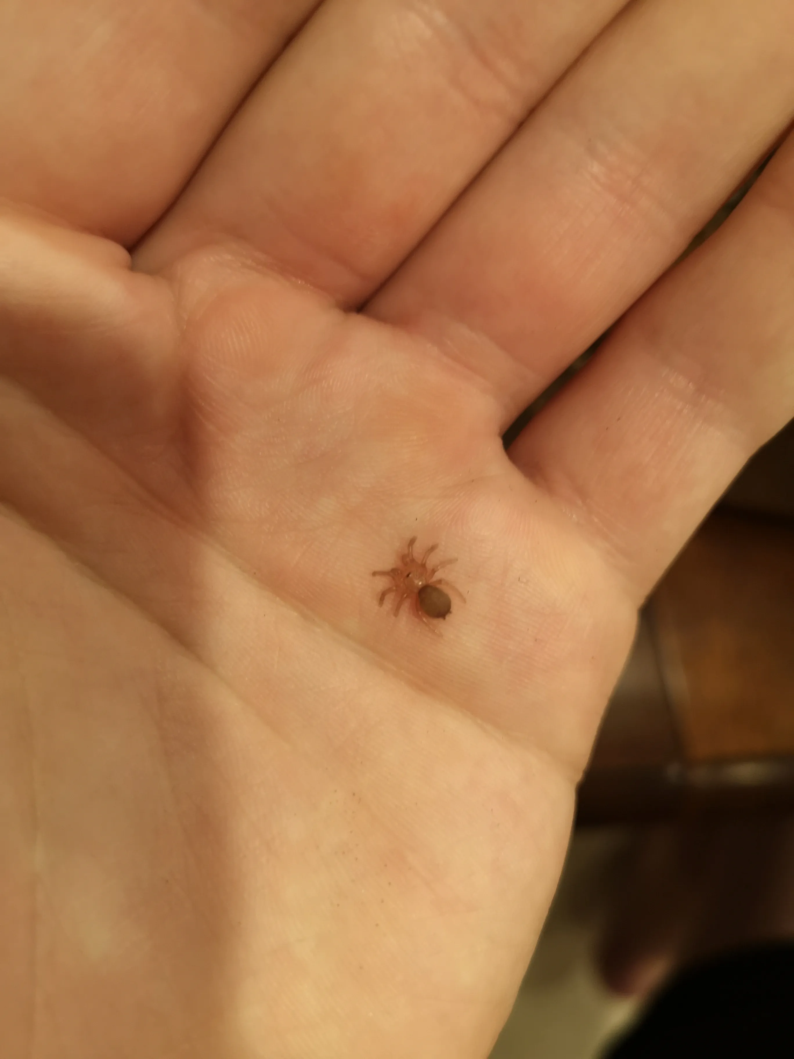 17531 tarantula sling ventilation