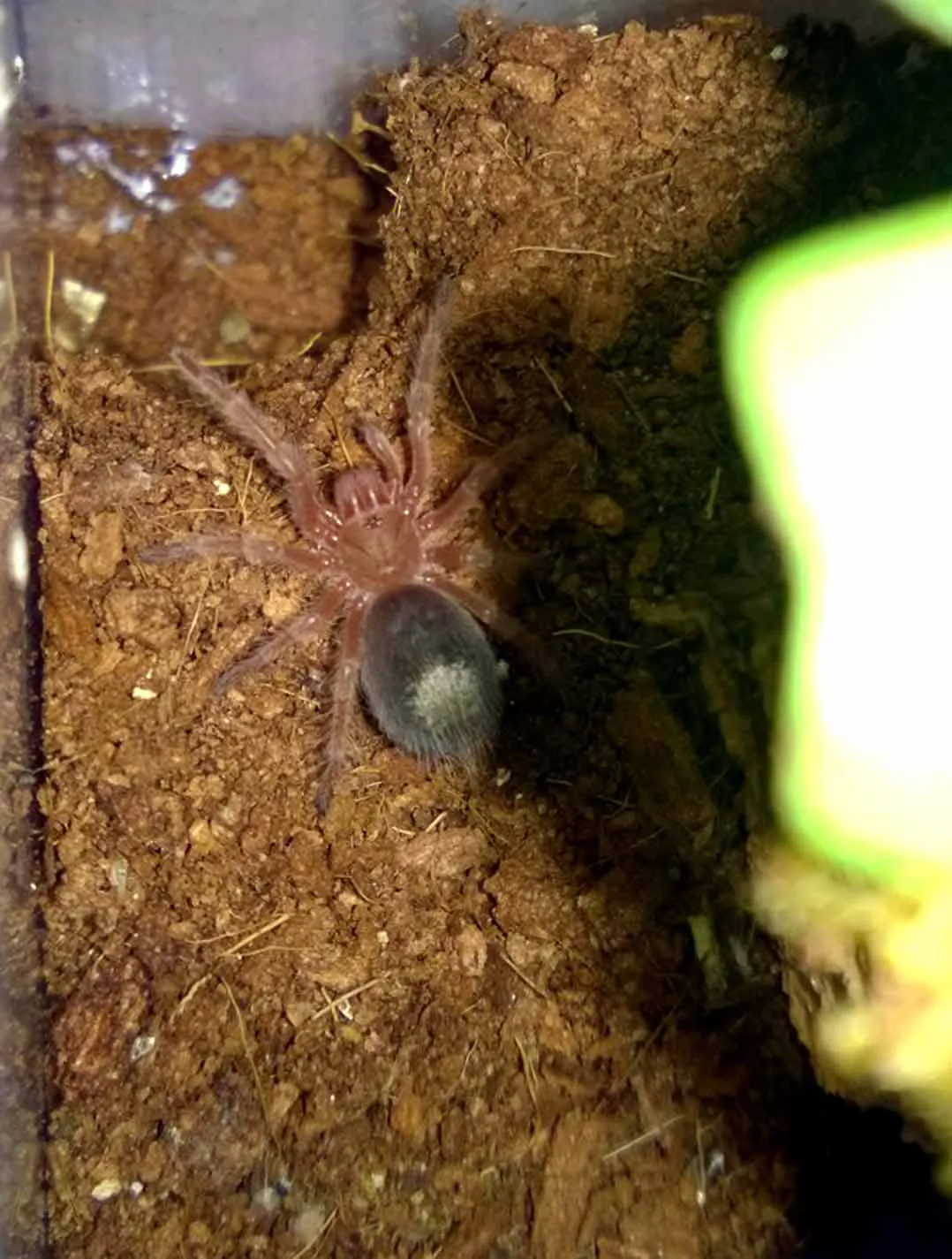 17531 tarantula sling water