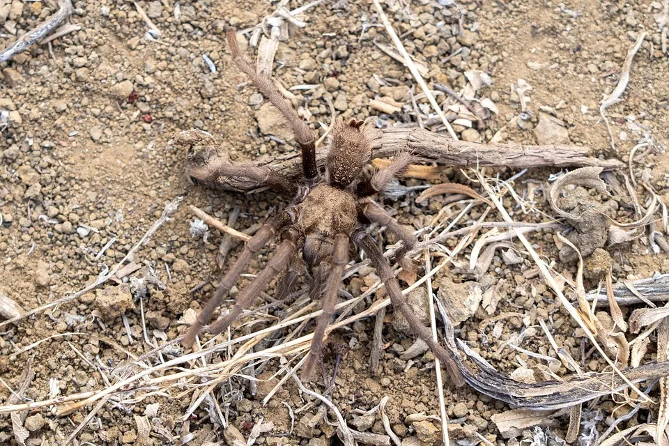17533 tarantula bite symptoms
