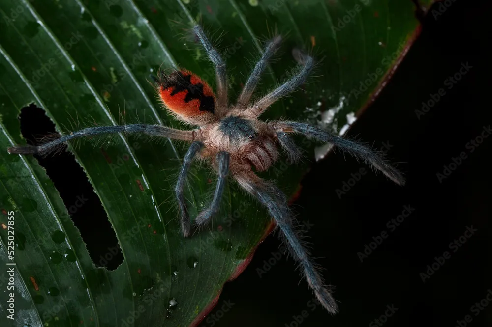 17533 tarantula first aid